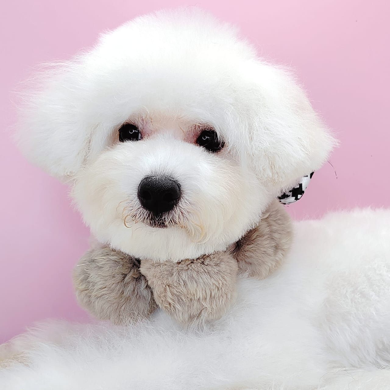 Bichon 比熊