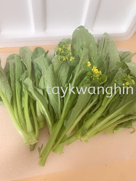 Sawi Bunga Ļ Fresh Vegetable   Supplier, Suppliers, Supply, Supplies | Tay Kwang Hin Trading Sdn Bhd