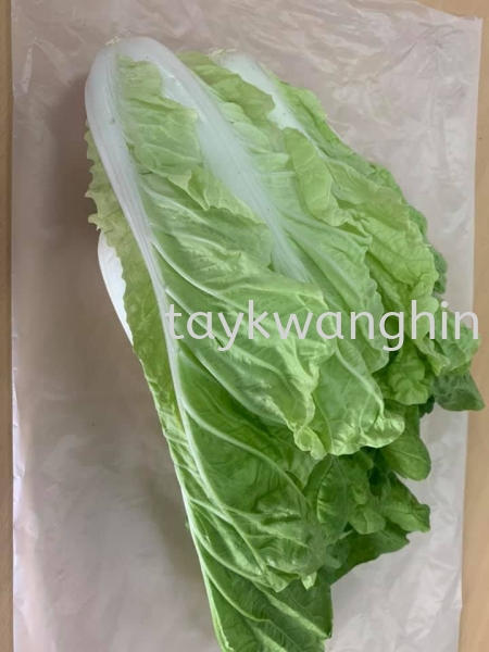 Sawi Kerinting ʰײ Fresh Vegetable   Supplier, Suppliers, Supply, Supplies | Tay Kwang Hin Trading Sdn Bhd