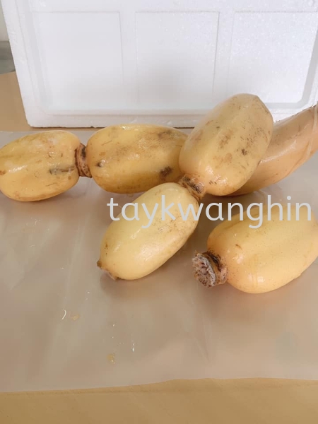 Lotus Roots ź Fresh Vegetable   Supplier, Suppliers, Supply, Supplies | Tay Kwang Hin Trading Sdn Bhd