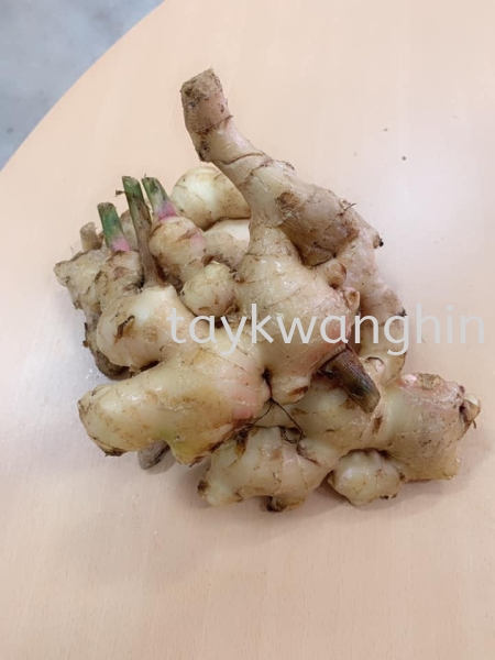 Ginger Young ݽ Fresh Vegetable   Supplier, Suppliers, Supply, Supplies | Tay Kwang Hin Trading Sdn Bhd