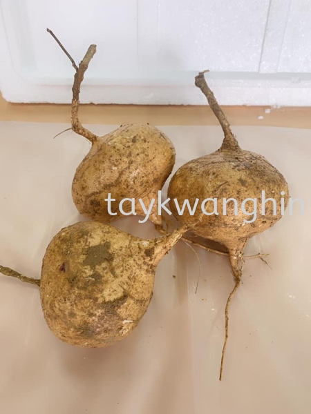 Senguang ɳ Fresh Vegetable Johor Bahru (JB), Malaysia, Masai Supplier, Suppliers, Supply, Supplies | Tay Kwang Hin Trading Sdn Bhd