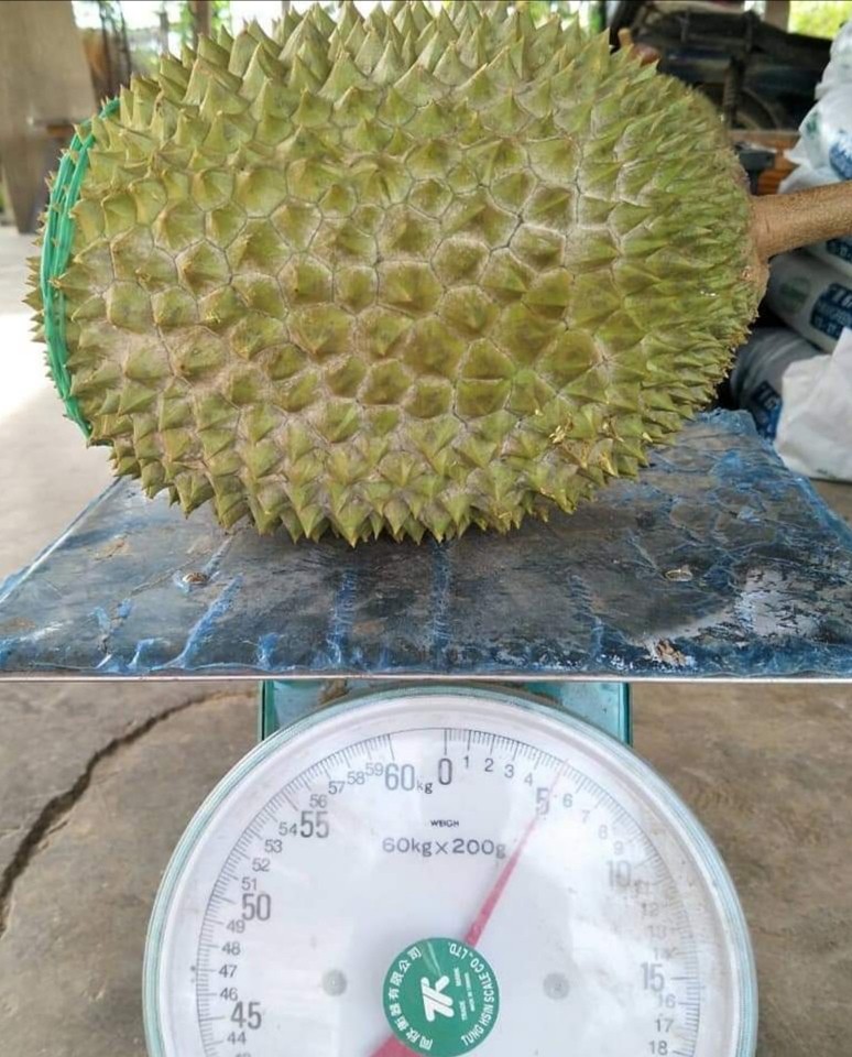 raub  musang king D197