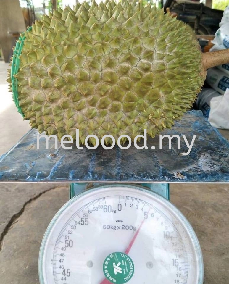  klau musang king D197