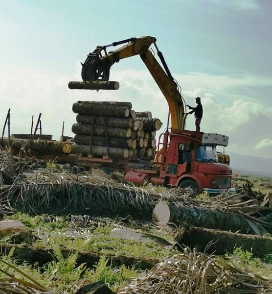 Hydraulic Excavator 200 With Grapple Hydraulic Excavator With Grapple Rental Johor Bahru (JB), Malaysia, Johor Service, Supplier, Supply, Supplies | Sunway Earthworks Engineering