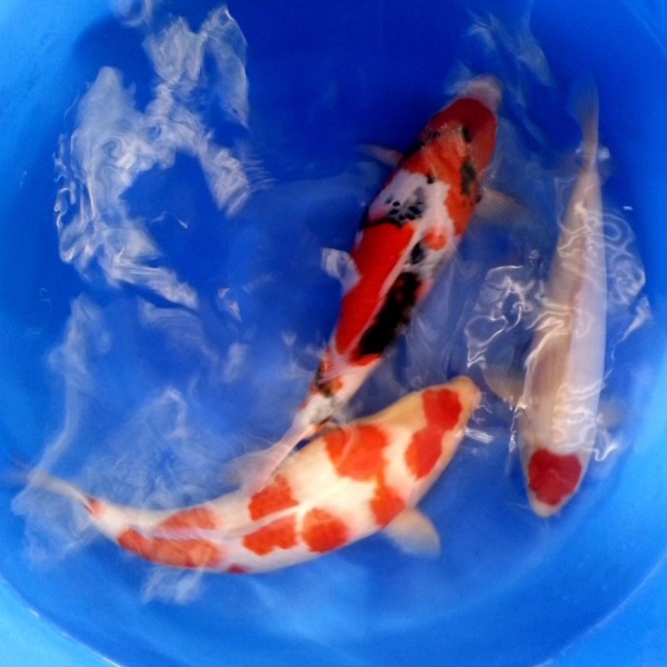 Tancho, Showa and Kohaku, 2 year-old, 50cm Koi Johor Bahru (JB), Malaysia Supply Supplier Suppliers | Kohaku Koi House Sdn Bhd