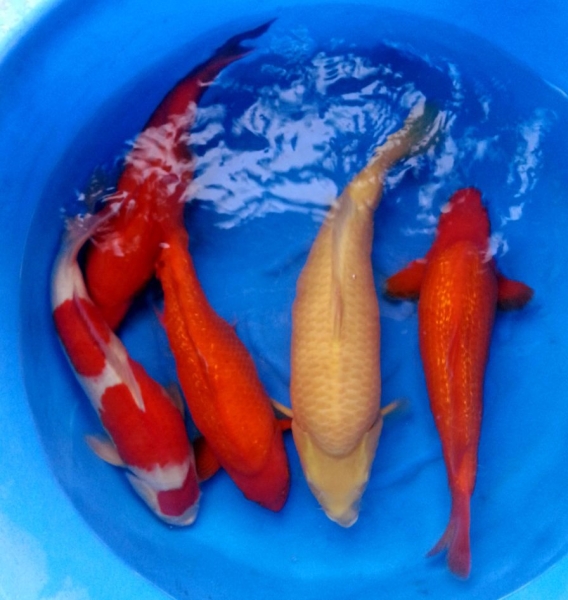 Benigoi, Karashi and Kohaku, 2 year-old, 45 - 55cm Koi Johor Bahru (JB), Malaysia Supply Supplier Suppliers | Kohaku Koi House Sdn Bhd