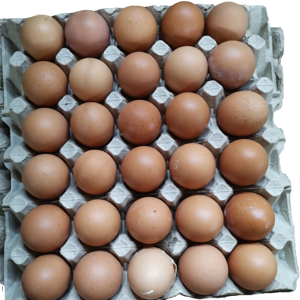 Egg 30's 鸡蛋 Telur