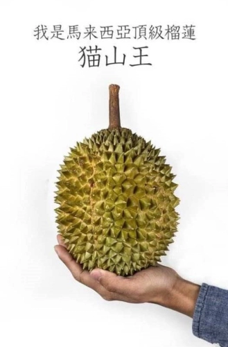 Musang King Durian