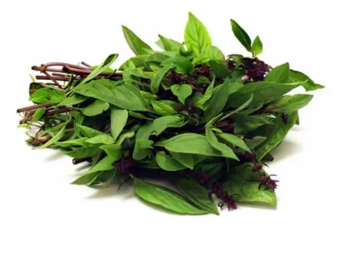 DAUN SELASIH IKAT 九成塔 100g+-