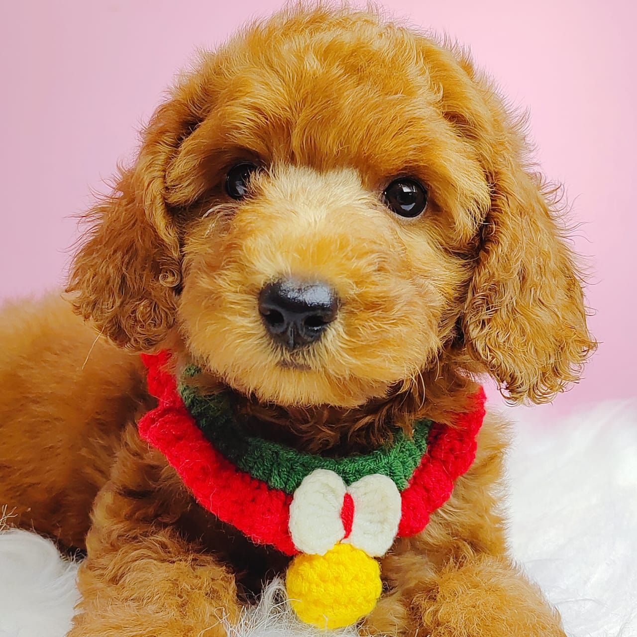 Poodle 娉拌开璐靛
