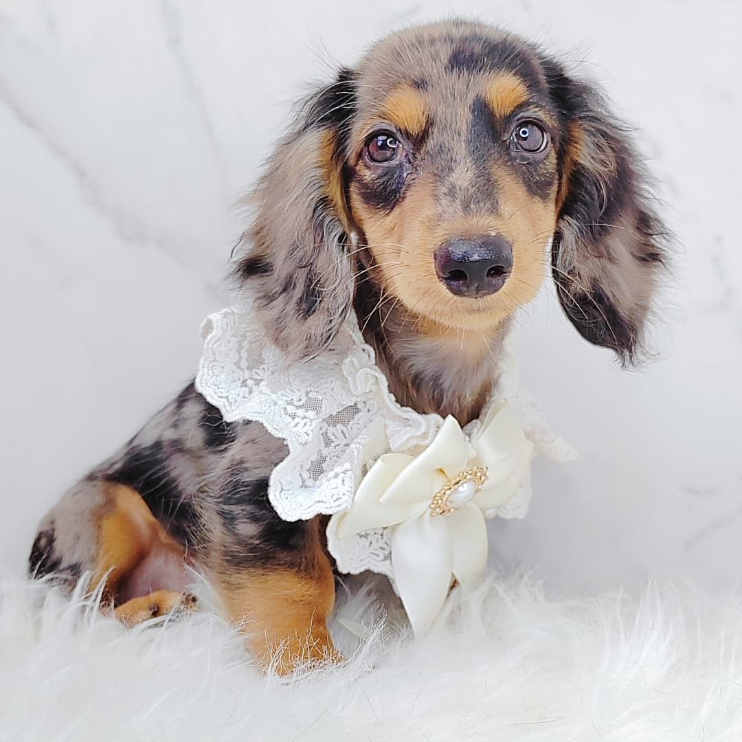 *Long coat* Dachshund  长毛腊肠犬