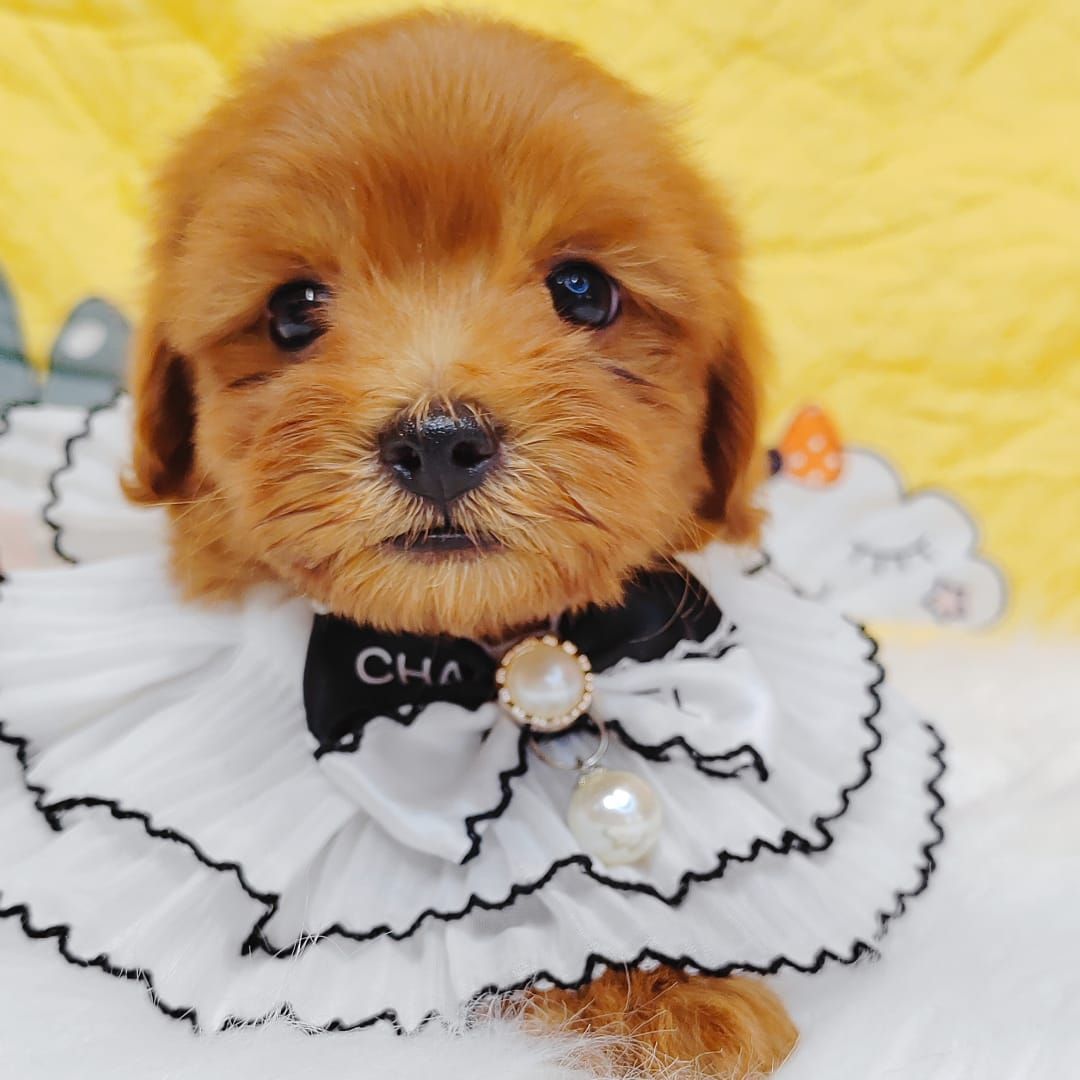 Maltipoo 马尔泰迪