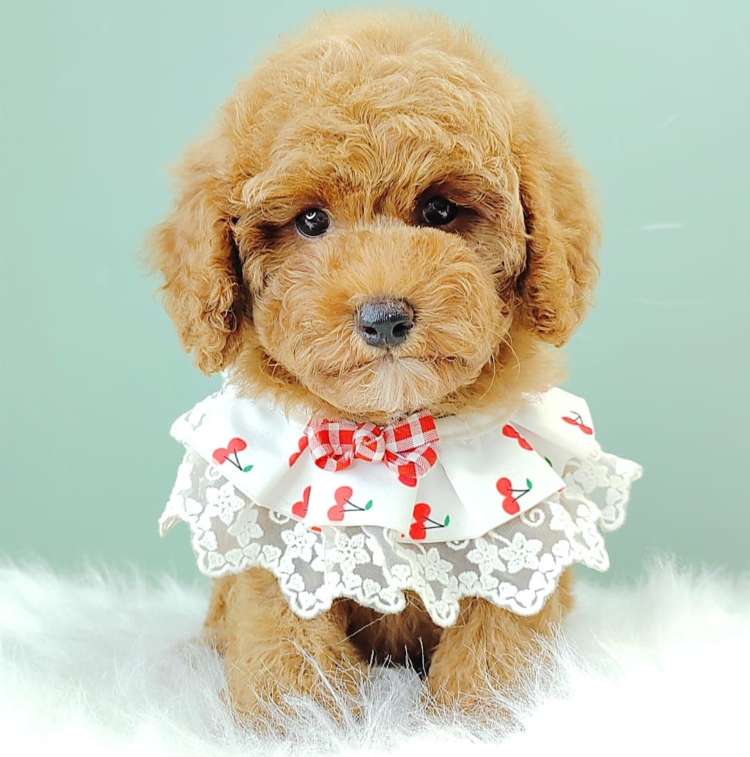 Poodle 娉拌开璐靛