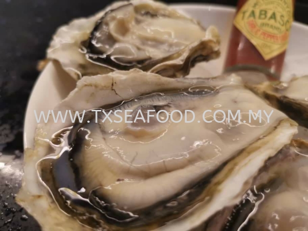 80/100gm whole shell oyster (JA) FROZEN SHELL Selangor, Klang, Malaysia, Kuala Lumpur (KL) Supplier, Suppliers, Supply, Supplies | TX SEAFOOD SDN. BHD.