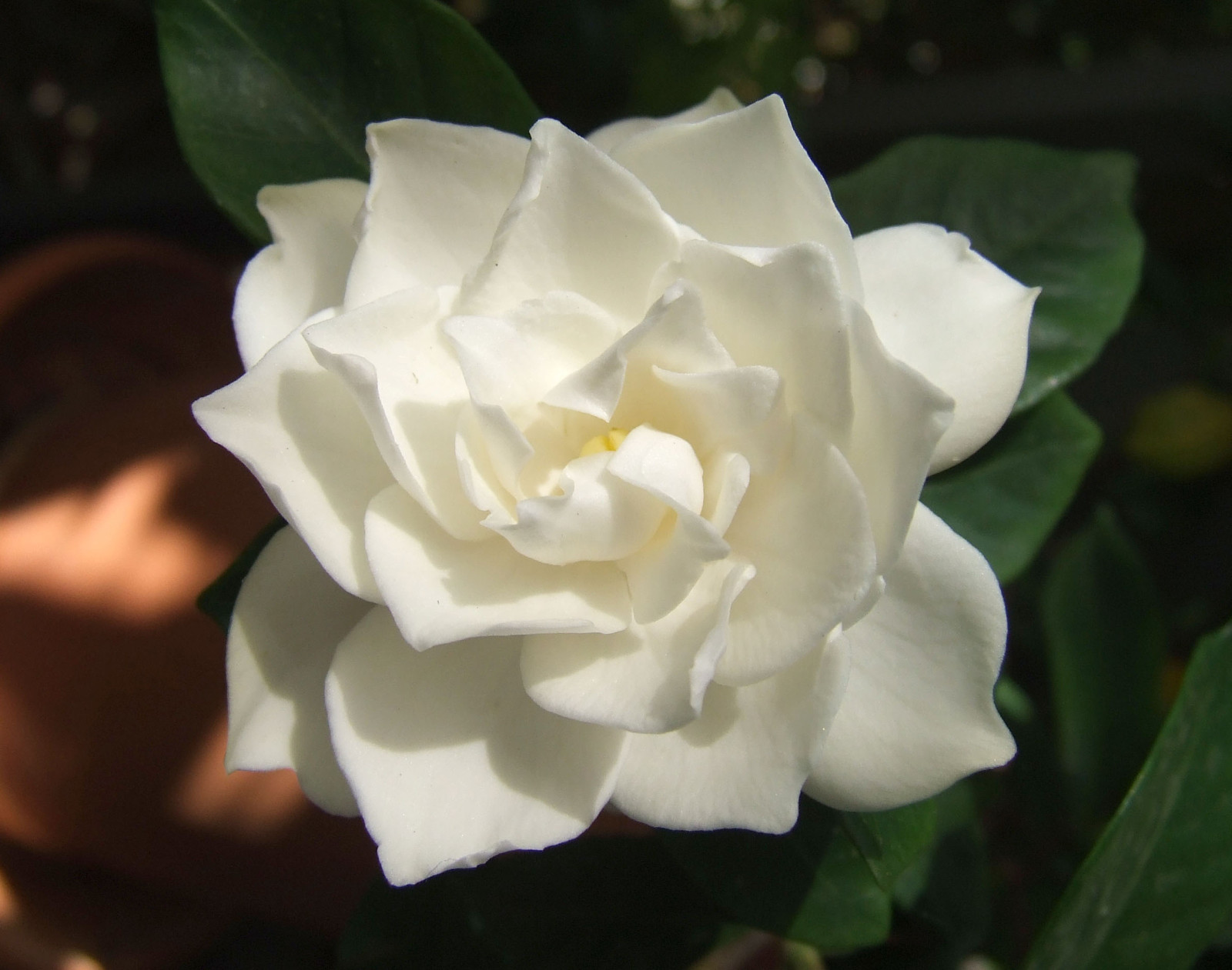 Gardenia  50%