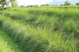 Vetiver  Raw Materials Raw Material Malaysia, Kuala Lumpur (KL), Selangor Supplier, Suppliers, Supply, Supplies | Perfumer's Lab & Academy Sdn Bhd