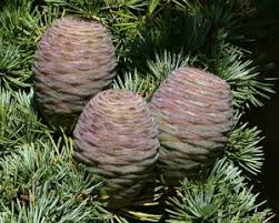Cedarwood Atlas Oil (50%)