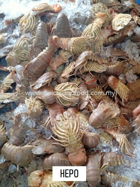 Hepo Fresh Lobster Selangor, Malaysia, Kuala Lumpur (KL), Klang Supplier, Suppliers, Supply, Supplies | Wei Chu Seafood Supply Trading Sdn Bhd