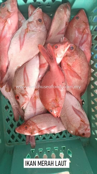 Ikan Merah Laut Frozen Fish Selangor, Malaysia, Kuala Lumpur (KL), Klang Supplier, Suppliers, Supply, Supplies | Wei Chu Seafood Supply Trading Sdn Bhd