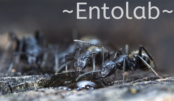 Ants Cockroaches & Ants Control Johor Bahru (JB), Malaysia, Skudai Control, Services | Entosolution Malaysia Sdn Bhd