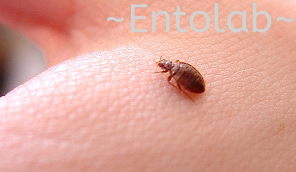 Bedbugs Storage Pest, Bugs, Fleas & Ticks Control Johor Bahru (JB), Malaysia, Skudai Control, Services | Entosolution Malaysia Sdn Bhd