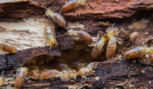 Subterranean Termites