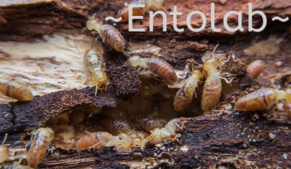 Subterranean Termites Termite Control Johor Bahru (JB), Malaysia, Skudai Control, Services | Entosolution Malaysia Sdn Bhd