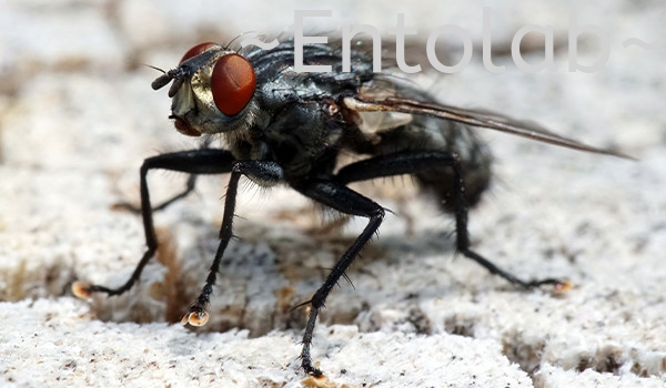 Flies Flies Control Johor Bahru (JB), Malaysia, Skudai Control, Services | Entosolution Malaysia Sdn Bhd