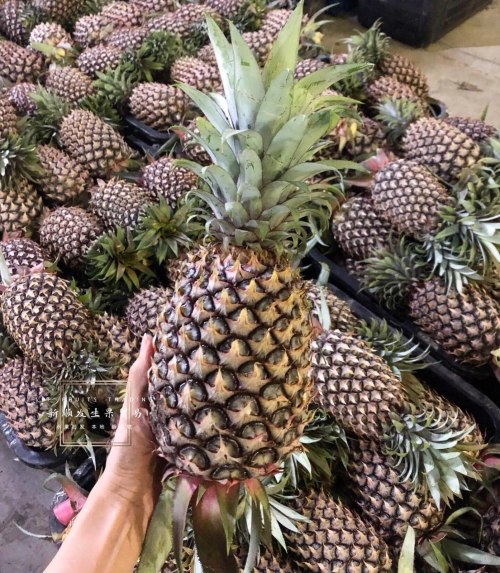 Pineapple 凤梨