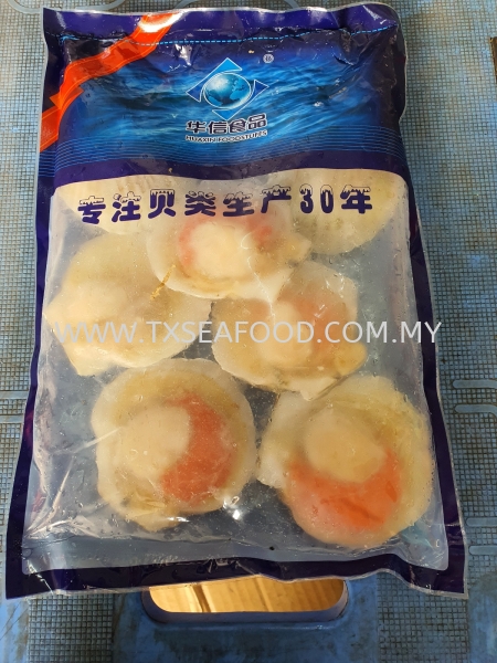 9/10cm HALF SHELL SCALLOP(ȱ) FROZEN SHELL Selangor, Klang, Malaysia, Kuala Lumpur (KL) Supplier, Suppliers, Supply, Supplies | TX SEAFOOD SDN. BHD.