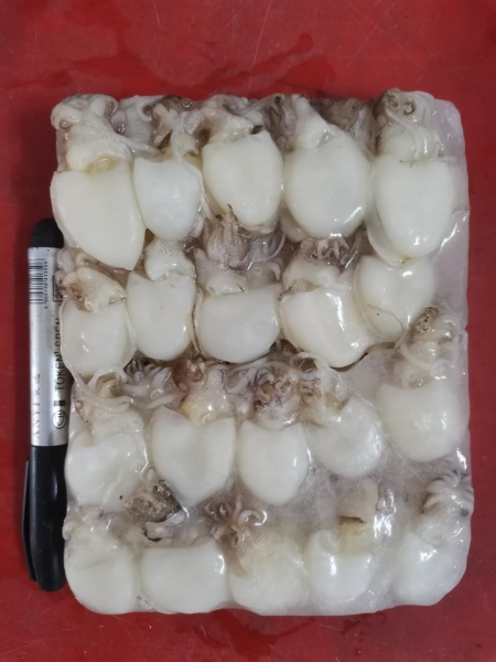 Baby Cuttlefish  Frozen Cuttlefish English Version Selangor, Malaysia, Kuala Lumpur (KL), Seri Kembangan Supplier, Supply, Wholesaler, Retailer | C H Seah Fishery