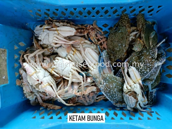 Ketam Bunga Fresh Crab Selangor, Malaysia, Kuala Lumpur (KL), Klang Supplier, Suppliers, Supply, Supplies | Wei Chu Seafood Supply Trading Sdn Bhd