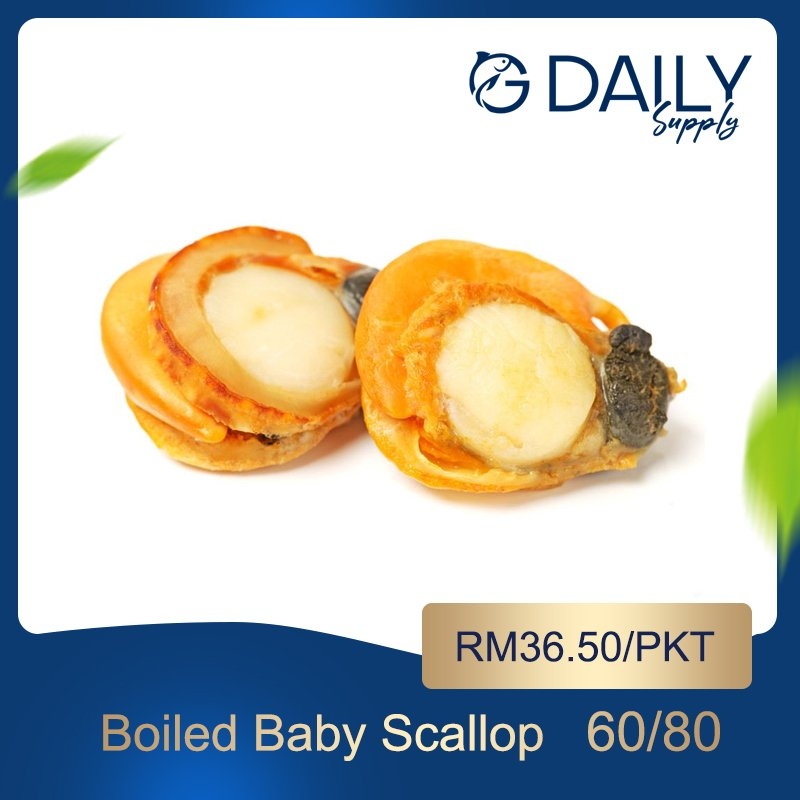 Boiled Baby Scallop Scallop Squid Shell Seafood Selangor Malaysia Kuala Lumpur Kl Batu Caves Supplier Suppliers