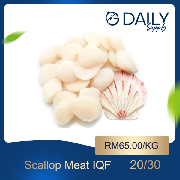 Scallop Meat IQF 20/30 Scallop / Squid / Shell Seafood Selangor, Malaysia, Kuala Lumpur (KL), Batu Caves Supplier, Suppliers, Supply, Supplies | G DAILY SUPPLY SDN BHD