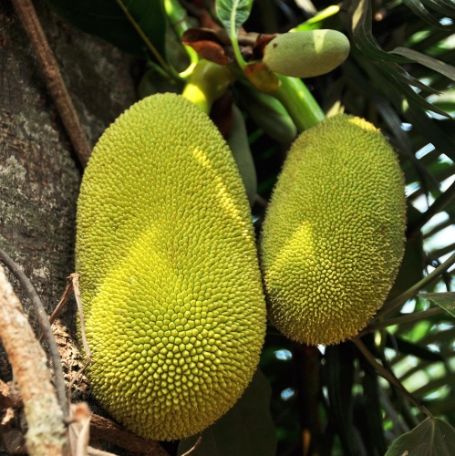 Jackfruit 菠萝蜜