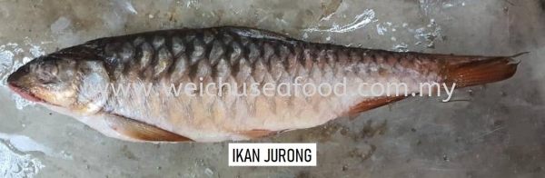 Ikan Jurong Frozen Fish Selangor, Malaysia, Kuala Lumpur (KL), Klang Supplier, Suppliers, Supply, Supplies | Wei Chu Seafood Supply Trading Sdn Bhd