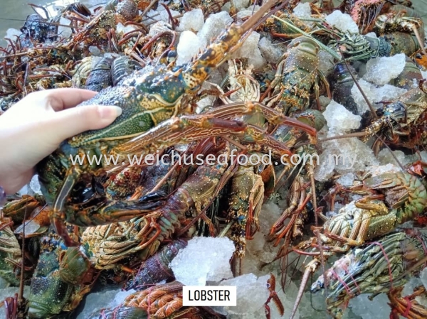 Lobster Fresh Lobster Selangor, Malaysia, Kuala Lumpur (KL), Klang Supplier, Suppliers, Supply, Supplies | Wei Chu Seafood Supply Trading Sdn Bhd