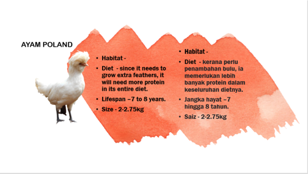 Ayam Poland Petting Zoo Selangor, Malaysia, Kuala Lumpur (KL), Batu Caves Services, Supplier, Supply | ES MULTI SERVICE SDN BHD