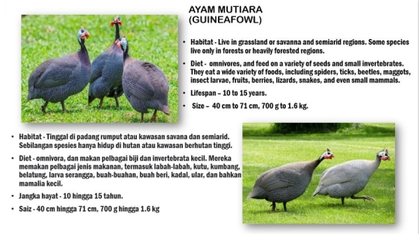 Guineafowl Petting Zoo Selangor, Malaysia, Kuala Lumpur (KL), Batu Caves Services, Supplier, Supply | ES MULTI SERVICE SDN BHD