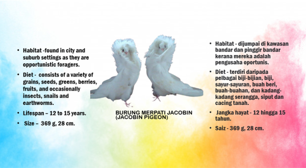 Jacobin Pigeon Petting Zoo Selangor, Malaysia, Kuala Lumpur (KL), Batu Caves Services, Supplier, Supply | ES MULTI SERVICE SDN BHD