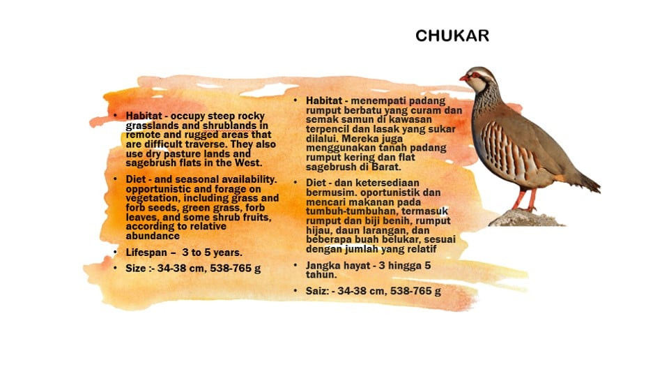 Chukar