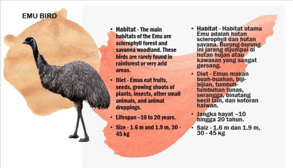Emu Bird Petting Zoo Selangor, Malaysia, Kuala Lumpur (KL), Batu Caves Services, Supplier, Supply | ES MULTI SERVICE SDN BHD