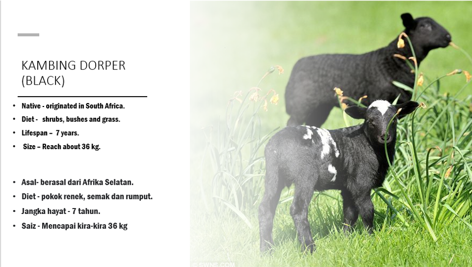 Black Goaf Dorper