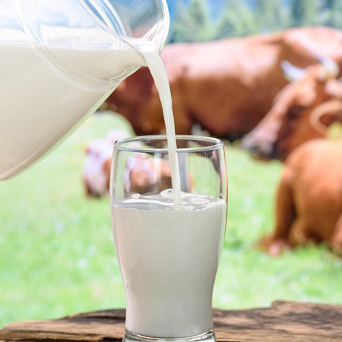 Dairy Milk Cattle Dairy Milk Cattle Selangor, Malaysia, Kuala Lumpur (KL), Batu Caves Services, Supplier, Supply | ES MULTI SERVICE SDN BHD