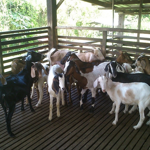 Kambing Supply Livestock Selangor, Malaysia, Kuala Lumpur (KL), Batu Caves Services, Supplier, Supply | ES MULTI SERVICE SDN BHD