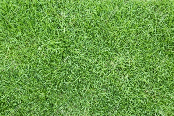 Japanese Grass / Carpet Grass Turf - Real Kuala Lumpur (KL), Malaysia, Selangor, Johor Bahru (JB), Damansara, Bukit Indah Services, Projects | Ecogarden Landscape Sdn Bhd