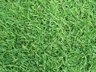 Philippines Grass