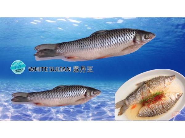 White Sultan Fishes Frozen Seafood Selangor, Malaysia, Kuala Lumpur (KL), Puchong Supplier, Suppliers, Supply, Supplies | SGT Frozen Foods Sdn Bhd