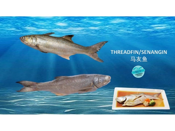 Threadfin Fishes Frozen Seafood Selangor, Malaysia, Kuala Lumpur (KL), Puchong Supplier, Suppliers, Supply, Supplies | SGT Frozen Foods Sdn Bhd